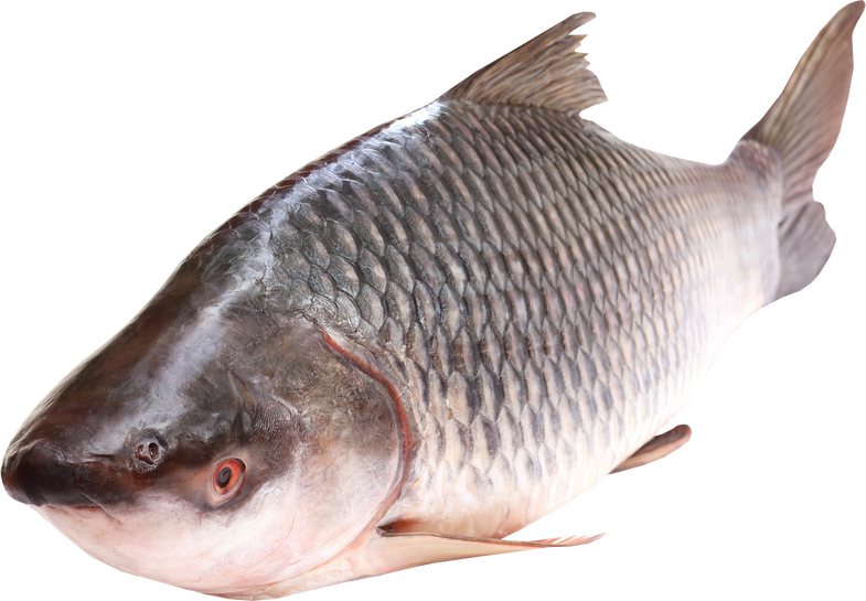 Rohu or Rohit Fish of Indian Subcontinent